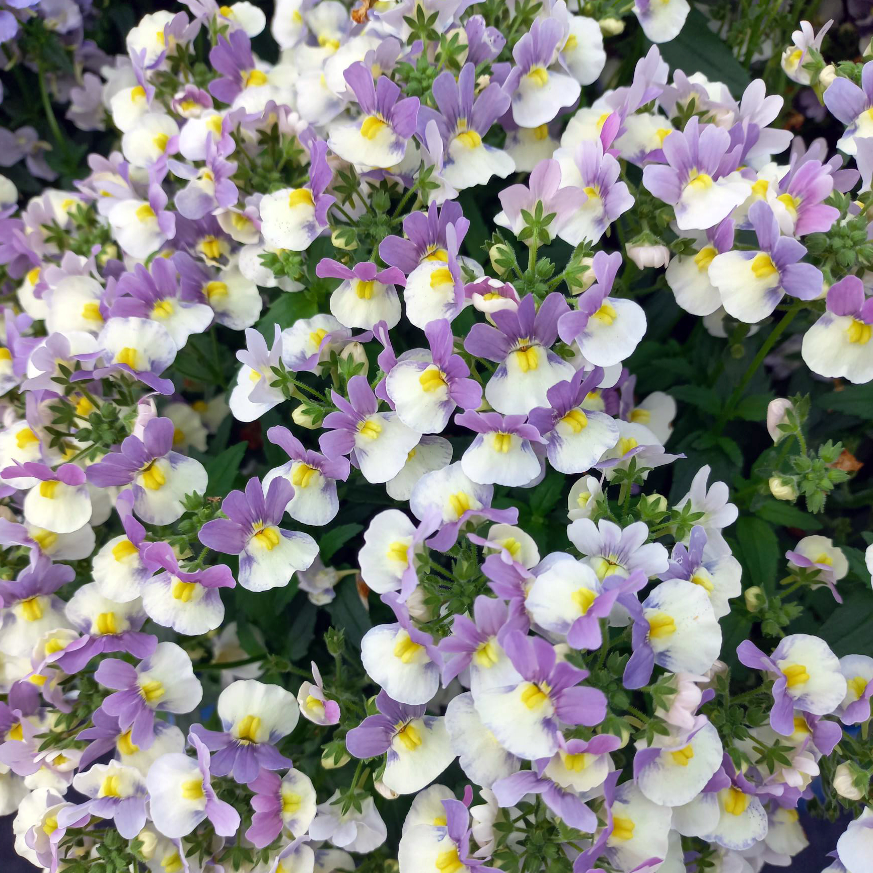 Nemesia Melody Aria